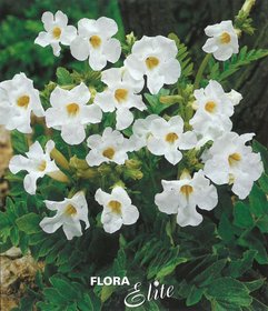 Incarvillea Delavayi Snowtop I, 2 ks