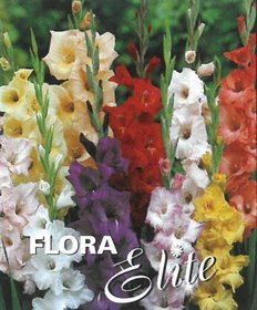 Gladiol Large Flowering Mixed 12/14, 10 ks