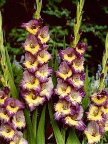 Gladiolus Large Flowering Dynamite 10/12, 10 ks