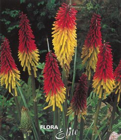 Kniphofia uvaria I, 3 ks