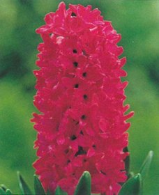 Hyacinthus Jan Bos 3 ks, 15/16