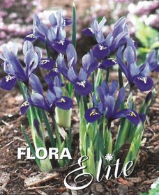 Iris reticulata Harmony 15 ks, 5/6