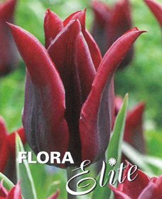Tulipn liliokvt Lasting Love 7 ks, 11/12