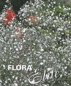 Gypsophila paniculata White I, 3 ks