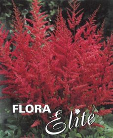 Astilbe Arendsii Red 2/+, 1 ks