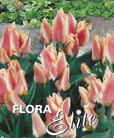 Tulipán Multi-flowered Shortstemmed Quebec 10 ks, 11/12