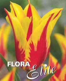 Tulipn liliokvt Firework  7 ks, 11/12