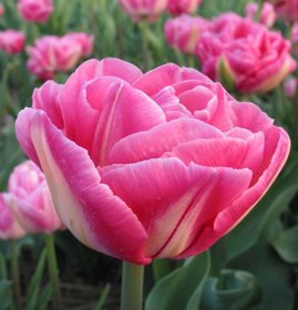 Tulipn pln. pozd. Voque  7 ks, 11/12