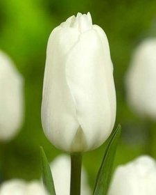 Tulipn Triumph Agrass White 10 ks, 11/12