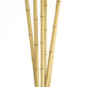 Bambusov ty, d 8 - 10 mm, 90 cm