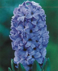 Hyacinthus Delft Blue 3 ks, 15/16