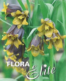 Fritillaria uva-vulpis 15 ks, 6/7