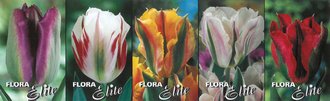Show box S129 Tulipn Viridiflora 5 x 30 ks