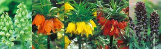 Show box S165 - Fritillaria 5 x 10 ks