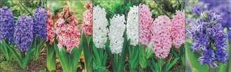 Show box S103 Hyacinty Double 15/16, 5 x 40 ks