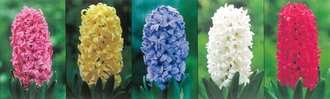 Show box S181 Hyacinty 19/+, 5 x 30 ks