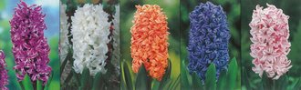 Show box S108 Hyacinty 18/19, 5 x 20 ks