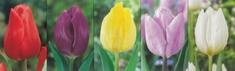 Show box S112 Tulipn Single Early 11/12, 5 x 60 ks