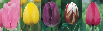 Show box S113 Tulipn Longstemmed 14/+,5 x 60 ks