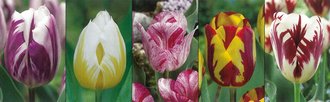 Show box S122 Tulipn Rembrandt (Striped Tulips) 11/12, 5 x 60 ks