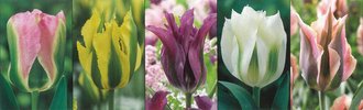 Show box S128 Tulipn Viridiflora 11/12, 5 x 60 ks
