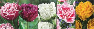 Show box S131 Tulipn Double Fringed 11/12, 5 x 30 ks