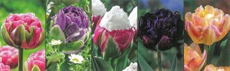 Show box S135 Tulipn Paeonia Flowered 11/12, 5 x 30 ks