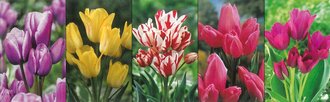 Show box S136 Tulipn Multi-flowered Longstemmed 11/12, 5 x 60 ks