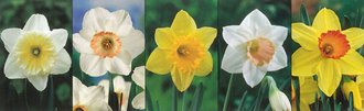Show box S146 Narcis Large-cupped 12/14, 5 x 30 ks