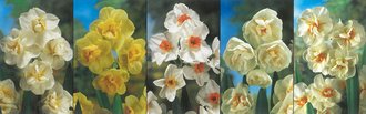 Show box S149 Narcis Multi-flowered 12/14, 5 x 30 ks