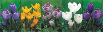 Show box S153 Krokus Vernus (Large Flowering) 9/10, 5 x 100 ks