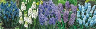 Show box S175 Muscari 8/9, 5 x 100 ks