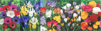 Show box S179 Miscellaneous Bulbs 5 x 150 ks
