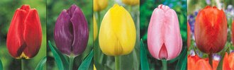 Show box S183 Tulipn Longstemmed 11/12, 5 x 60 ks