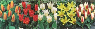 Show box S185 Tulipn Kaufmanniana 11/12, 5 x 60 ks