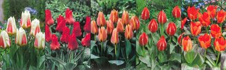 Show box S186 Tulipn Greigii 11/12, 5 x 60 ks