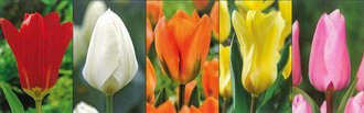 Show box S187 Tulipn Fosteriana 11/12, 5 x 60 ks