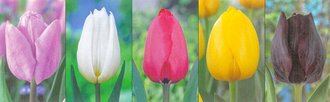 Show box S188 Tulipn Longstemmed 12/+, 5 x 50 ks