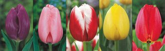 Show box S189 Tulipn Longstemmed 12/+, 5 x 50 ks