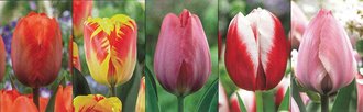 Show box S191 Tulipn Longstemmed 12/+, 5 x 50 ks