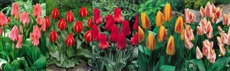 Show box S195 Tulipn Botanical 5 x 60 ks