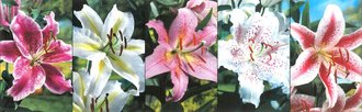 Show box S28 Lilie Oriental Hybrid 18/20, 5 x 20 ks