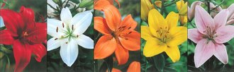 Show box S33 Lilie Asiatic Hybrid coloured varieties 18/20, 5 x 20 ks