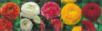 Show box S58 Ranunculus 8/9, 5 x 100 ks