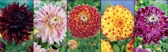 Show box S70 Dahlia Dinnerplate Special Colours I, 5 x 10 ks