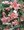 Begonia Penula Pink 4/5, 3 ks