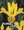 Iris Hollandica Royal Yellow 8/9, 10 ks