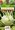 Kedluben ran. DELIKATESS WEISSER bl_0,8 g