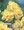 Narcis Multiflowered Yellow Cheerfulness 5 ks, 12/14