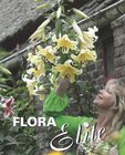 Lilie OT hybrids `Treelilies` Honeymoon 16/+, 2 ks